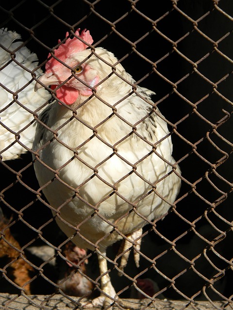 迷的狀態 迷的狀態